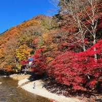  【秋晴れ×紅葉🍁 @那須 紅の吊橋】
