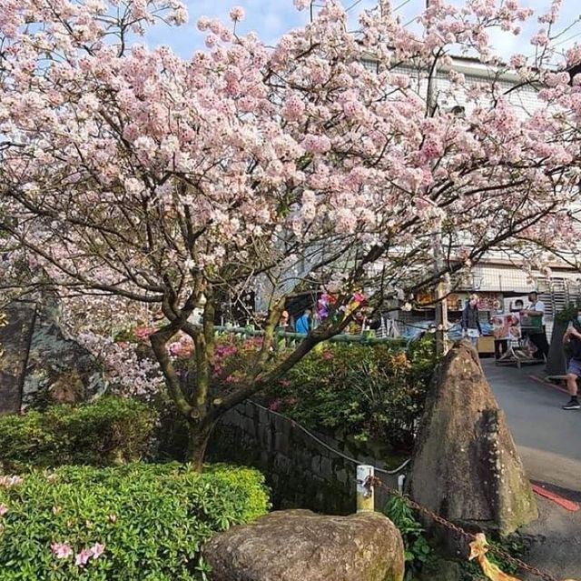 天元宮後山櫻花園區