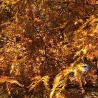 大湖公園落羽松紅了//滿滿拍照人潮