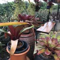 Saudagar Nanas Agrofarm, lokasi menarik!