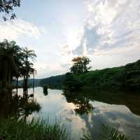 natural morning walk in palm oil plantation 