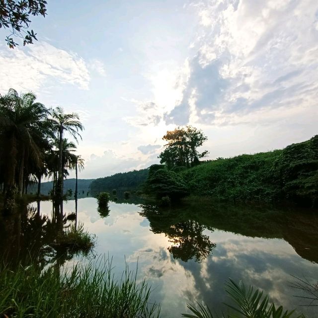 natural morning walk in palm oil plantation 