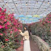 제주도는 아직도 동백가득🌺