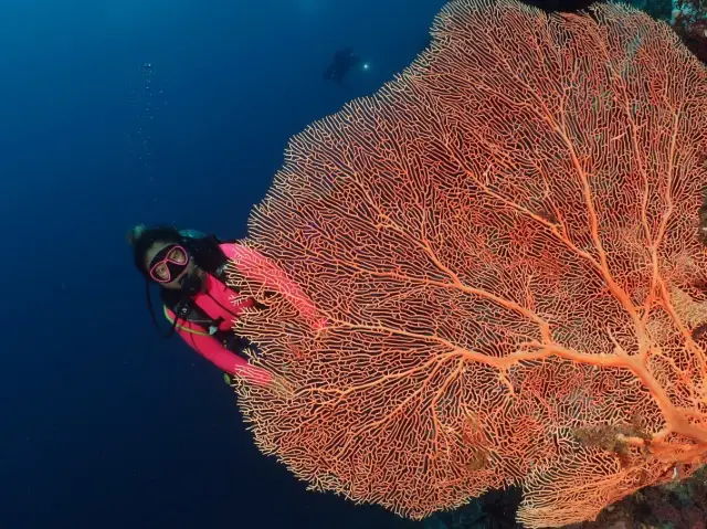 세부 날루수안 스쿠버다이빙 