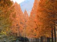 단풍 가득한 장태산 휴양림🌲🍁🍂