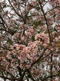 櫻花🌸盛開時｜台北天元宮