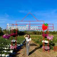 ไร่สตรอเบอรี่ ลาวา @ วังน้ำเขียว
