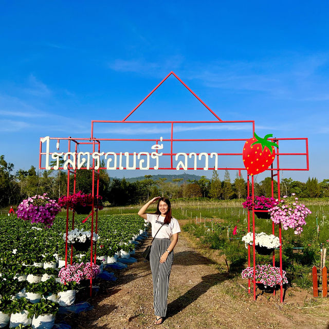 ไร่สตรอเบอรี่ ลาวา @ วังน้ำเขียว