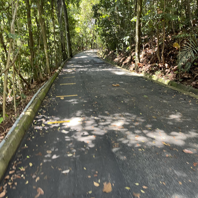 MacRitchie Reservoir and TreeTop Walk! 🌴🍃☀️