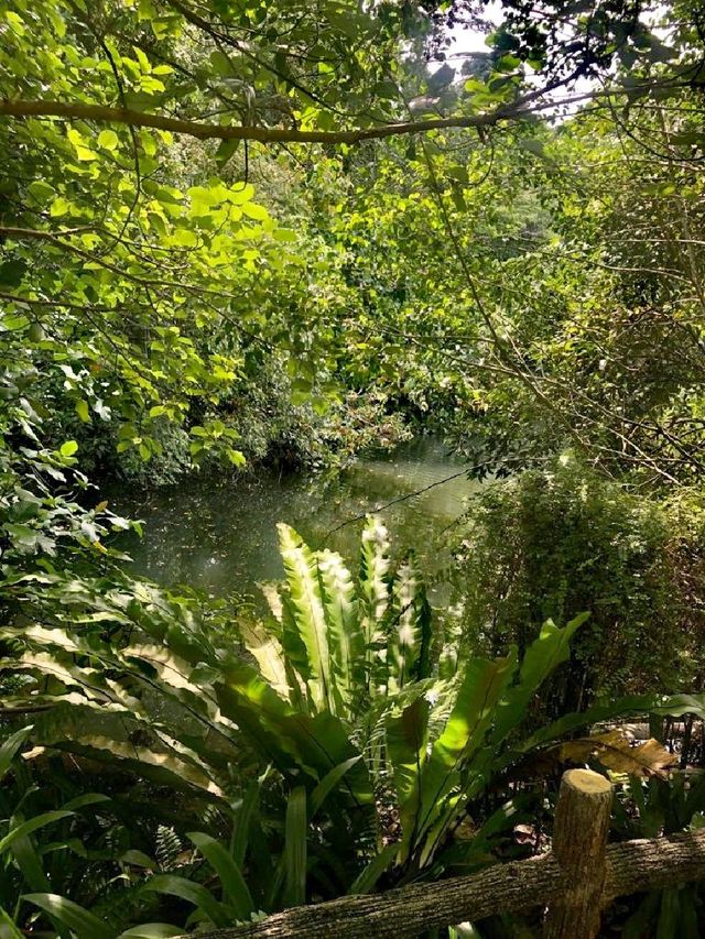 Morning Walk @BukitBatok Nature Park