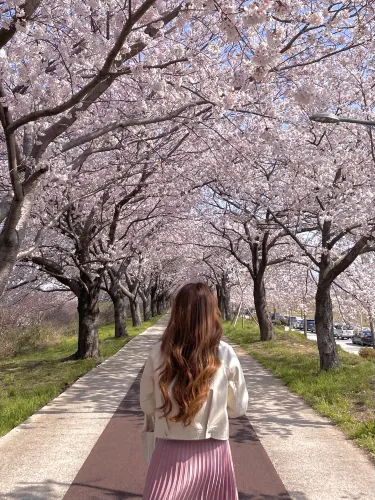 부산 최고의 벚꽃 명소🌸🌸🌸