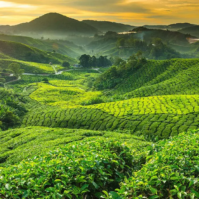 Best Tourist Attractions- Cameron Highlands