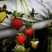 The Big Red Strawberry Farm At Cameron