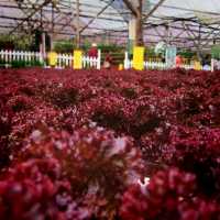 The Big Red Strawberry Farm At Cameron