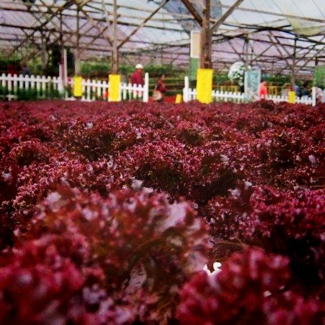 The Big Red Strawberry Farm At Cameron