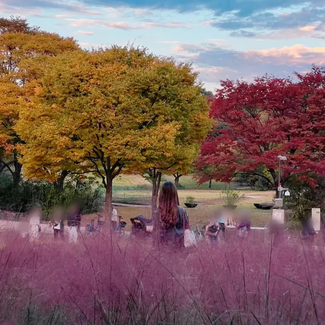 韓国/ソウル【オリンピック公園】韓国の秋はピンクミューリーを見に行こう🌾💕