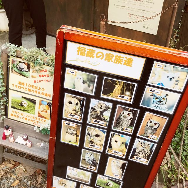 【静岡県・浜松市】ぬむもりの森　フクロウcafe🦉