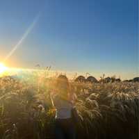 노을 맛집 억새 가득한 “하늘공원”🌾💛