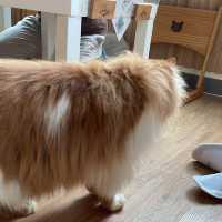 喵🐱cafe 之初體驗☕️