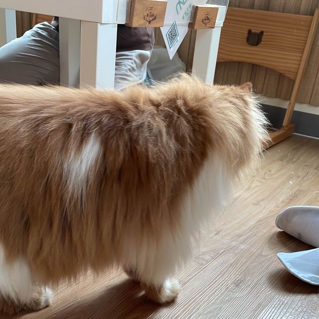 喵🐱cafe 之初體驗☕️