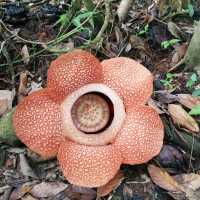 RAFFLESIA FLOWER KG PORING SABAH 