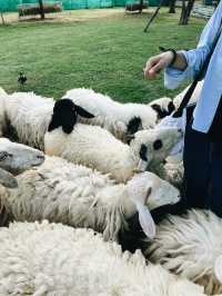 Dutch Farm เชียงใหม่