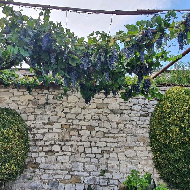 Grapes, flowers, olives and figs in Berat!