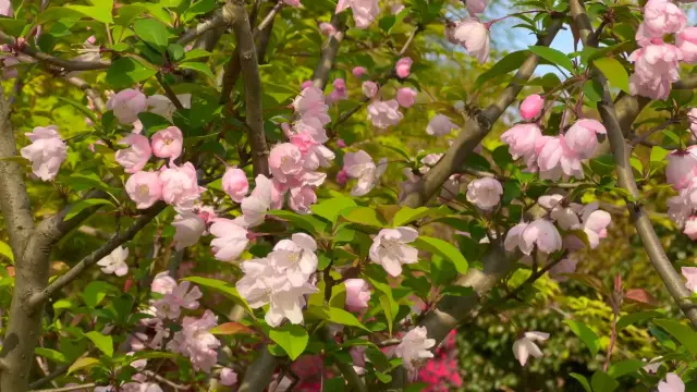 Beautiful flowers in Shanghai 🌸 