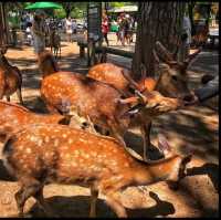 Nara Park ❤️ 
