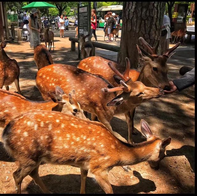 Nara Park ❤️ 