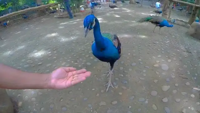 Feeding Peacocks 🦚 in Xishuangbanna 🇨🇳 