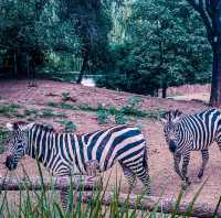 Beijing Zoo!