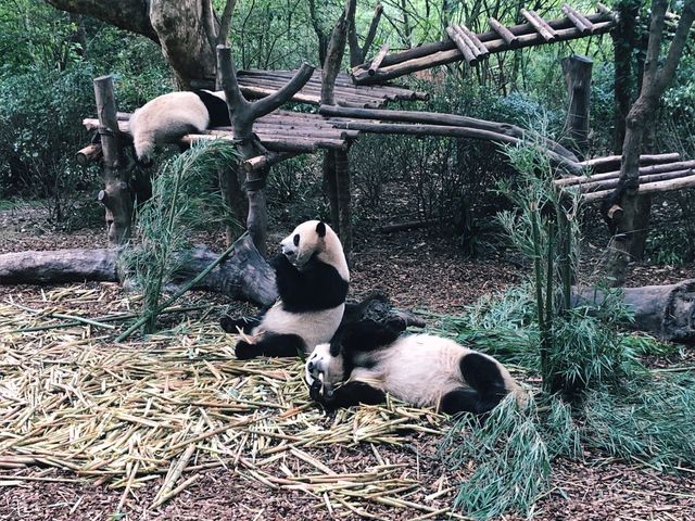 Panda Base in Chengdu 