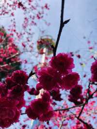 Sun Moon Lake + Formosan Aboriginal Culture Village + cable car + cherry blossoms