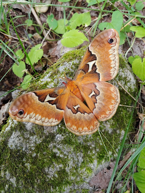 Mothing at the Arboretum | The North Carolina Arboretum