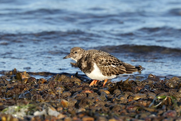 Chesil Winter Birds and a Brew | Fine Foundation Wild Chesil Centre