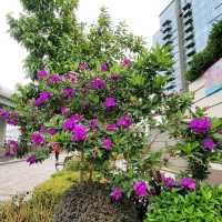 情侶好去處 ~ 北角海濱花園