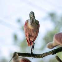 Day Out @ Bird Park