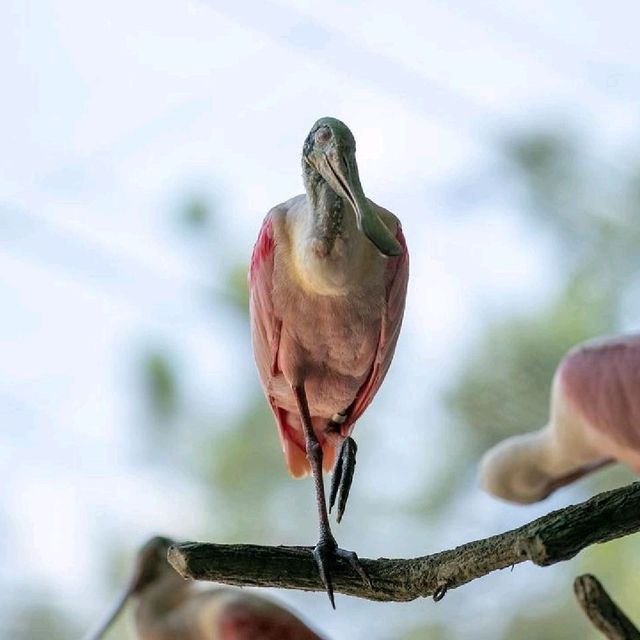 Day Out @ Bird Park