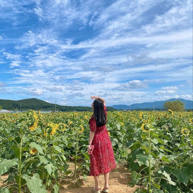 9월엔 연천 호로고루에서 해바라기🌻 