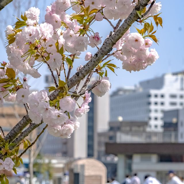 象の鼻パーク入り口付近の桜