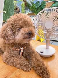 觀塘：Pet friendly 打咭cafe 