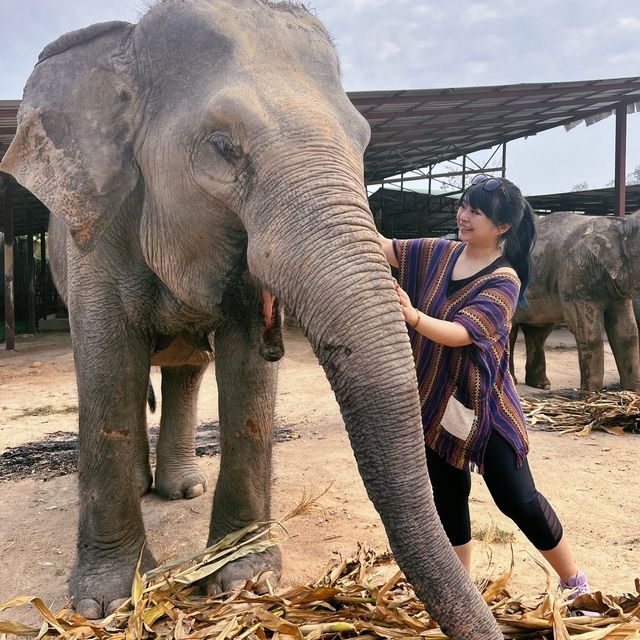 A Day with the Elephants 🐘 in Chiang Mai!