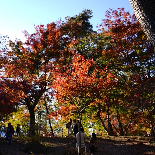 長瀞の紅葉ちょー綺麗！是非行ってみてください