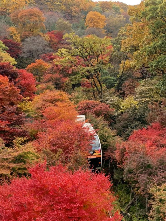 가을 단풍 명소 화담숲 미리보기🍁