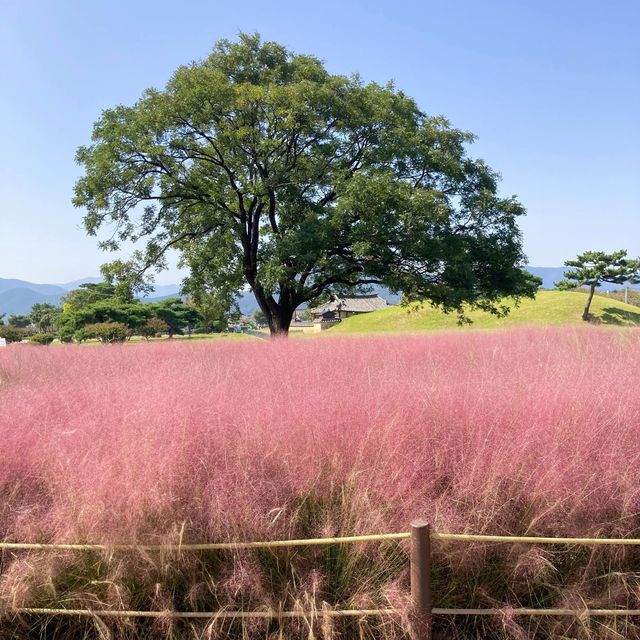 🌸 핑크뮬리와 여러가지 꽃구경이 가능한 경주 첨성대