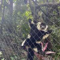 泰國曼谷Safari World 野生動物園世界
