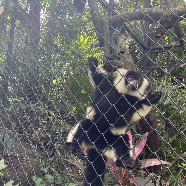 泰國曼谷Safari World 野生動物園世界