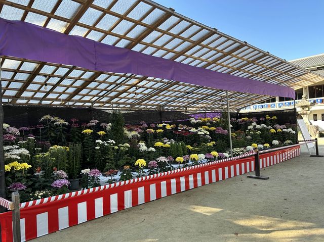 【太宰府天満宮】大菊華展🪷