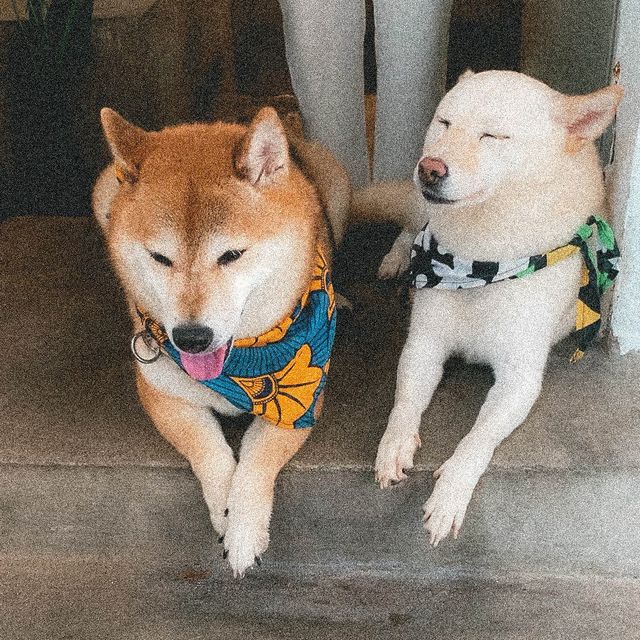 คาเฟ่สำหรับทาสหมาอย่างเรา 🐶